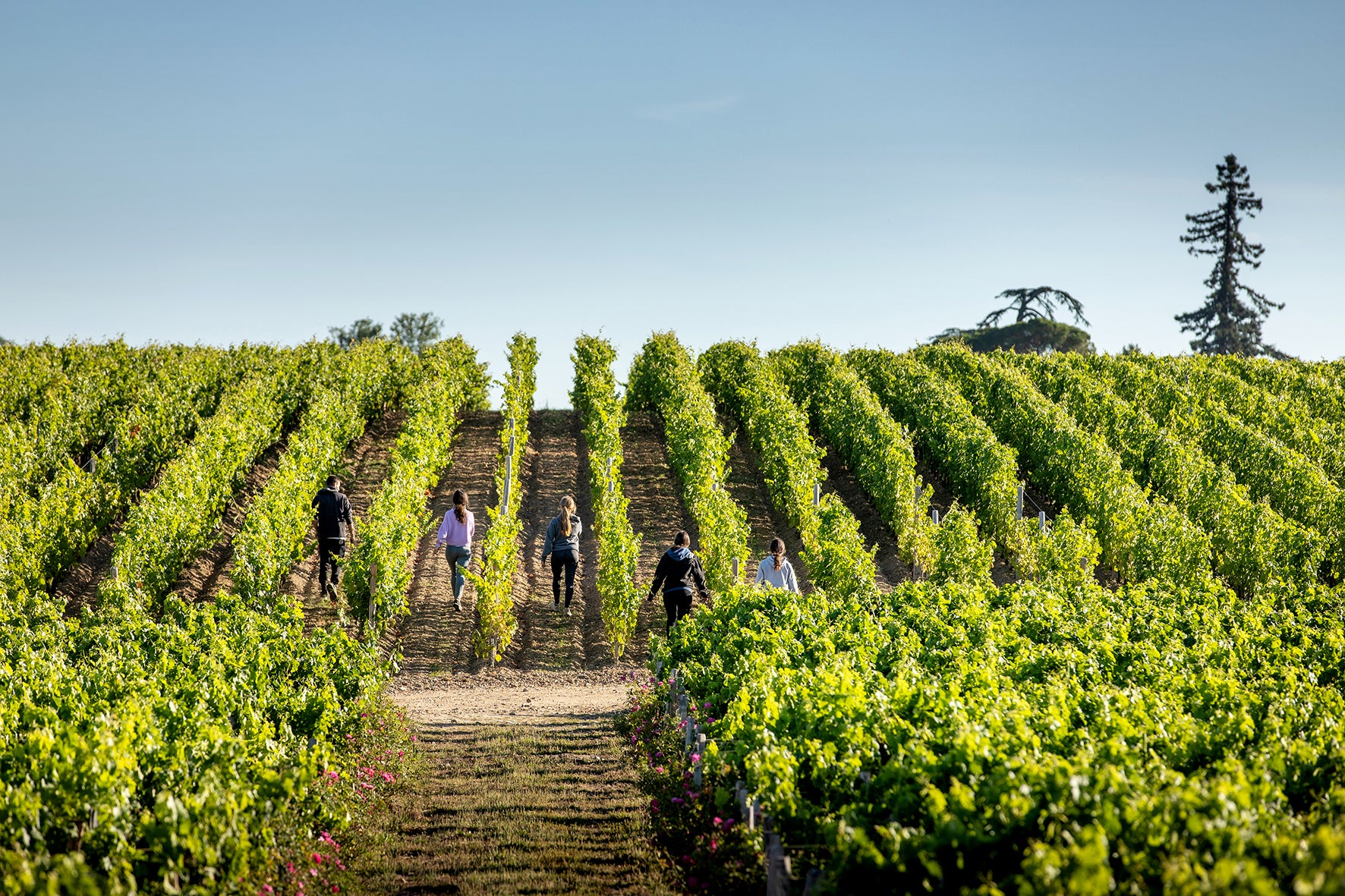 Le_Terroir_exceptionnel_de_Chateau-Figeac_Credit_Alain_Benoit.jpg